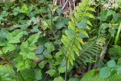 Laserpitium latifolium latifolium_Merce Vallicrosa CC BY-NC