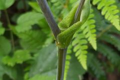 Laserpitium latifolium latifolium_Merce Vallicrosa CC BY-NC