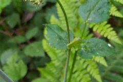 Laserpitium latifolium latifolium_Merce Vallicrosa CC BY-NC