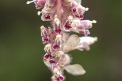 Lathraea squamaria_Joaquim Reberte