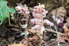 Lathraea squamaria_Joaquim Reberte