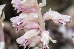 Lathraea squamaria_Joaquim Reberte