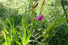 Lathyrus angulatus_Josep Llovera CC BY-NC