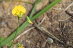 Lathyrus annuus_Jordi Puyuelo