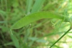 Lathyrus annuus_Jordi Puyuelo