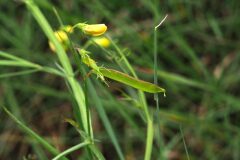 Lathyrus annuus_Jordi Puyuelo
