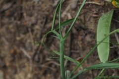 Lathyrus annuus_Jordi Puyuelo