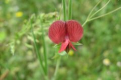 Lathyrus cicera_Jordi Puyuelo