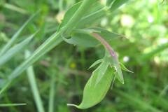 Lathyrus cicera_Jordi Puyuelo