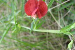 Lathyrus cicera_Jordi Puyuelo