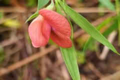 Lathyrus cicera_Merce Vallicrosa CC BY-NC