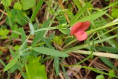 Lathyrus cicera_Merce Vallicrosa CC BY-NC