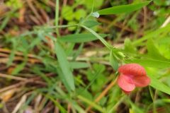 Lathyrus cicera_Merce Vallicrosa CC BY-NC