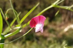 Lathyrus clymenum_Anna Manich