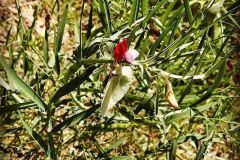Lathyrus clymenum_Anna Manich