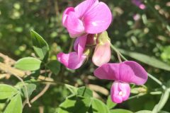 Lathyrus latifolius_Isabel Gallen CC BY-NC