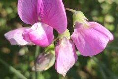Lathyrus latifolius_Isabel Gallen CC BY-NC