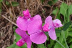 Lathyrus latifolius_Joaquim Reberte CC BY-NC
