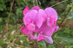 Lathyrus latifolius_Katarzyna Zarnowiec CC BY-SA