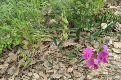 Lathyrus latifolius_Katarzyna Zarnowiec CC BY-SA
