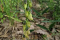 Lathyrus latifolius_Katarzyna Zarnowiec CC BY-SA