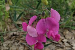 Lathyrus latifolius_Katarzyna Zarnowiec CC BY-SA