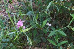 Lathyrus latifolius_Merce Vallicrosa CC BY-NC