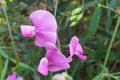 Lathyrus latifolius_Merce Vallicrosa CC BY-NC