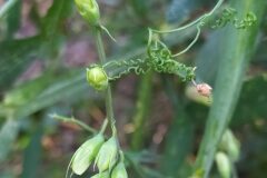 Lathyrus latifolius_Merce Vallicrosa CC BY-NC