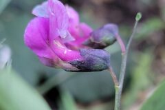 Lathyrus linifolius_Jordi Bassols CC BY-NC