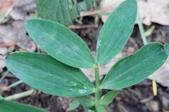 Lathyrus linifolius_Jordi Bassols CC BY-NC