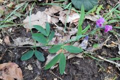 Lathyrus linifolius_Jordi Bassols CC BY-NC