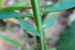 Lathyrus linifolius_Jordi Bassols CC BY-NC