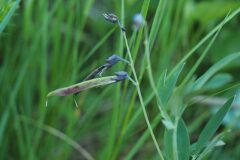 Lathyrus linifolius_Jordi Puyuelo