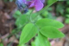 Lathyrus linifolius_Jordi Puyuelo