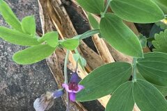 Lathyrus linifolius_Josep Lluis Berdonces CC BY-NC