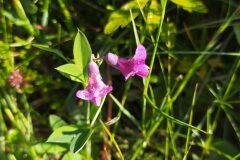 Lathyrus linifolius_Merce Vallicrosa CC BY-NC