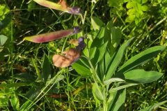 Lathyrus linifolius_Merce Vallicrosa CC BY-NC