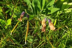 Lathyrus linifolius_Merce Vallicrosa CC BY-NC