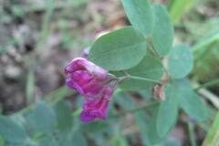 Lathyrus niger_Jordi Puyuelo