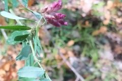 Lathyrus niger_Merce Vallicrosa CC BY-NC