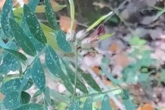 Lathyrus niger_Merce Vallicrosa CC BY-NC