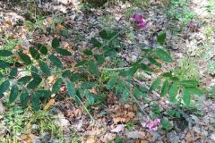 Lathyrus niger_Merce Vallicrosa CC BY-NC