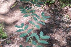 Lathyrus niger_Merce Vallicrosa CC BY-NC