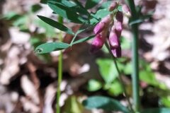 Lathyrus niger_Merce Vallicrosa CC BY-NC
