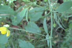 Lathyrus pratensis_Jordi Puyuelo