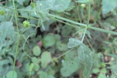 Lathyrus pratensis_Jordi Puyuelo