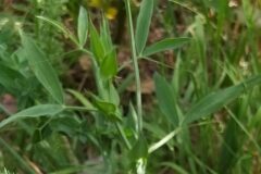 Lathyrus pratensis_Merce Vallicrosa CC BY-NC