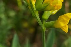 Lathyrus pratensis_Merce Vallicrosa CC BY-NC