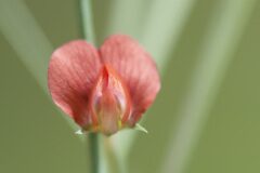 Lathyrus sphaericus_Margarida Vila CC BY-NC